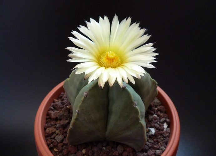 Astrophytum myriostigma v. nudum 