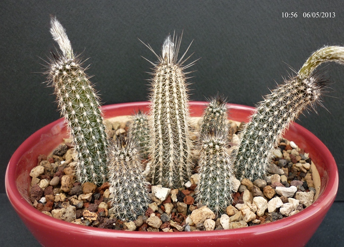 Setiechinopsis mirabilis 