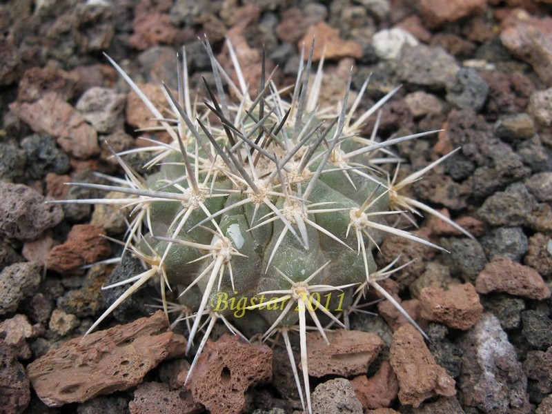 Copiapoa calderana AW 89