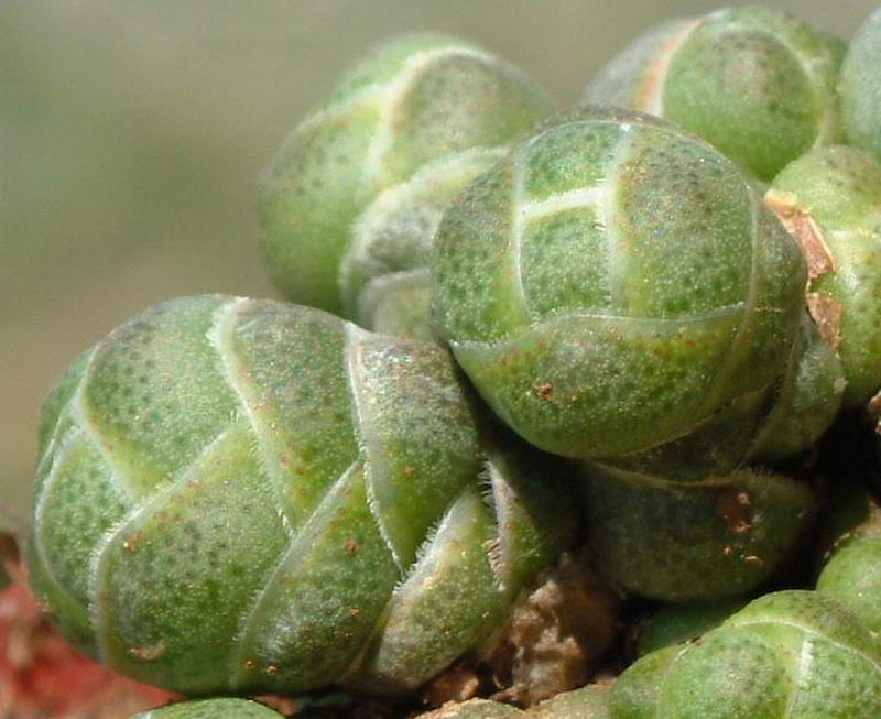 Crassula barklyi 