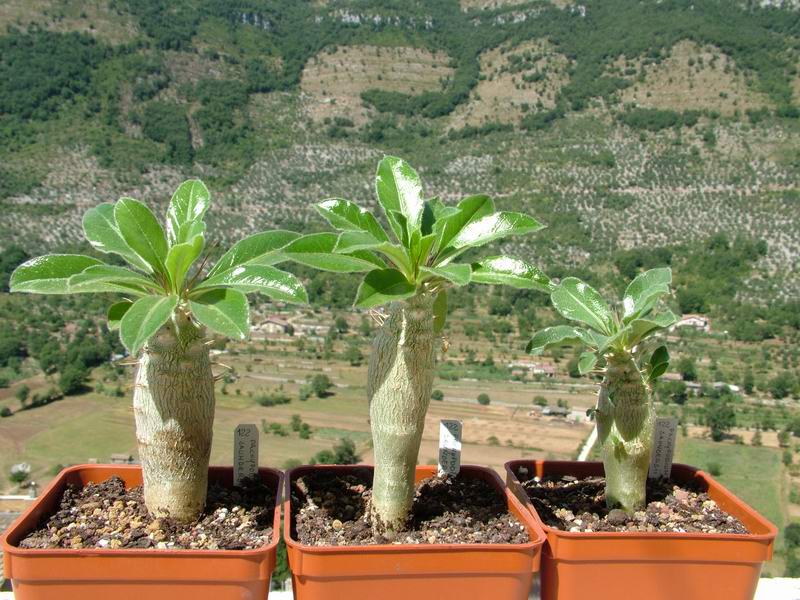 Pachypodium saundersii 