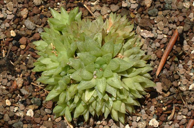 Haworthia turgida v. turgida 