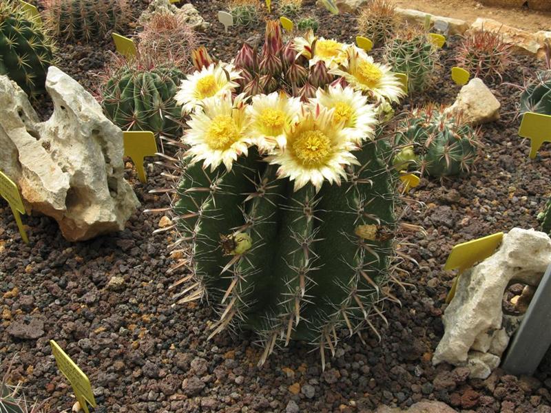 Ferocactus wislizeni ssp. herrerae 