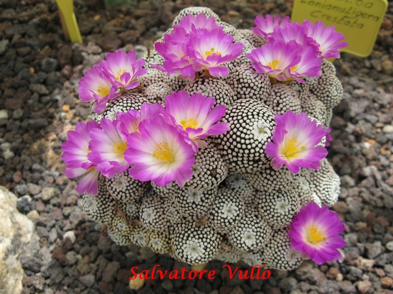 Mammillaria luethyi 