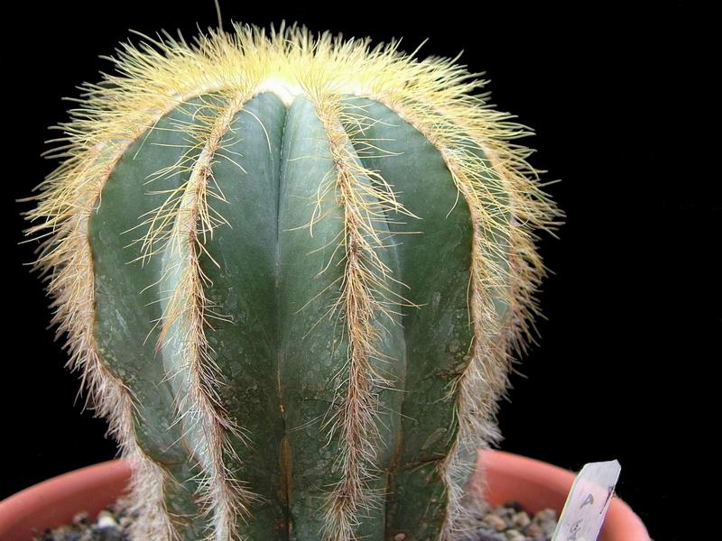 Notocactus magnificus 