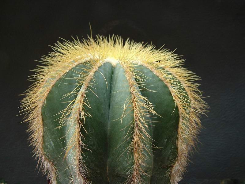 Notocactus magnificus 