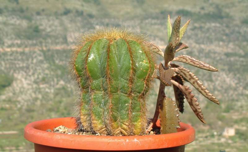 Notocactus magnificus 