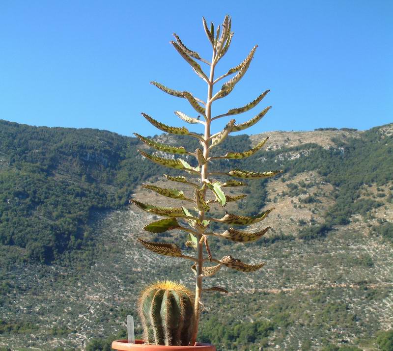 Notocactus magnificus 