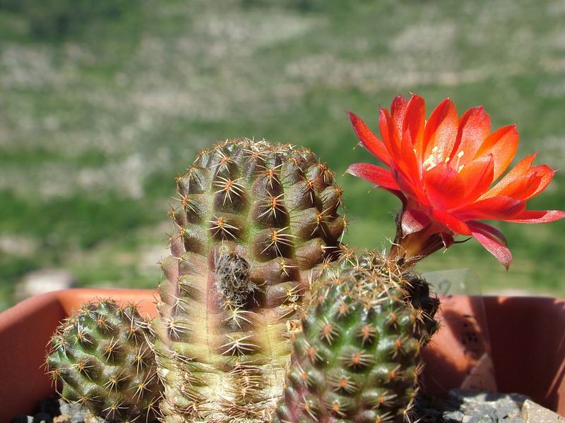 Rebutia pygmaea v. iscayachensis 