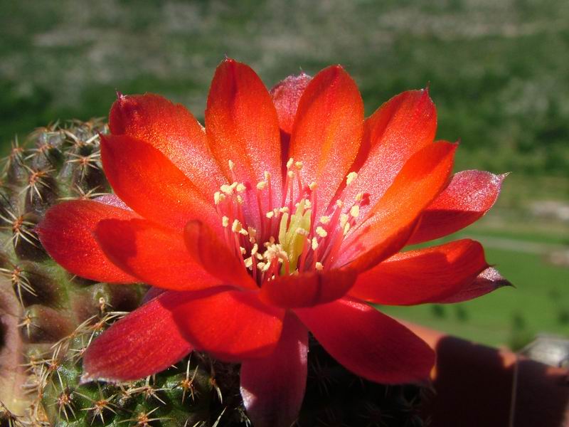 Rebutia pygmaea v. iscayachensis 