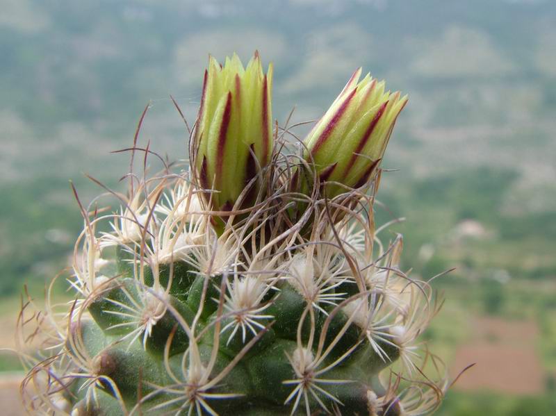 Turbinicarpus krainzianus v. minimus 