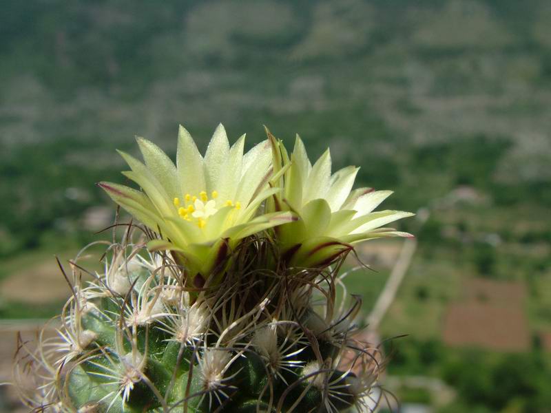 Turbinicarpus krainzianus v. minimus 