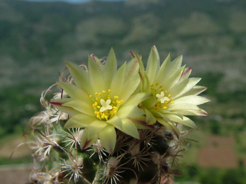 Turbinicarpus krainzianus v. minimus 