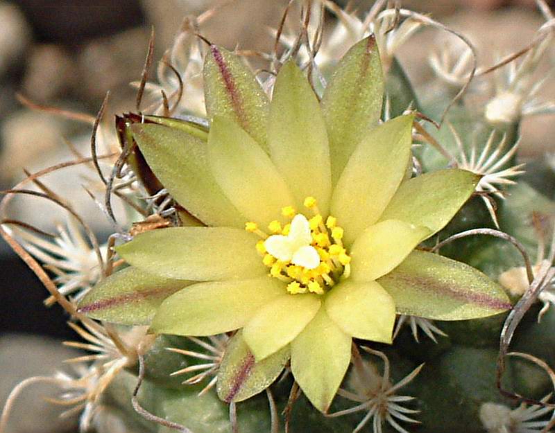 Turbinicarpus krainzianus v. minimus 