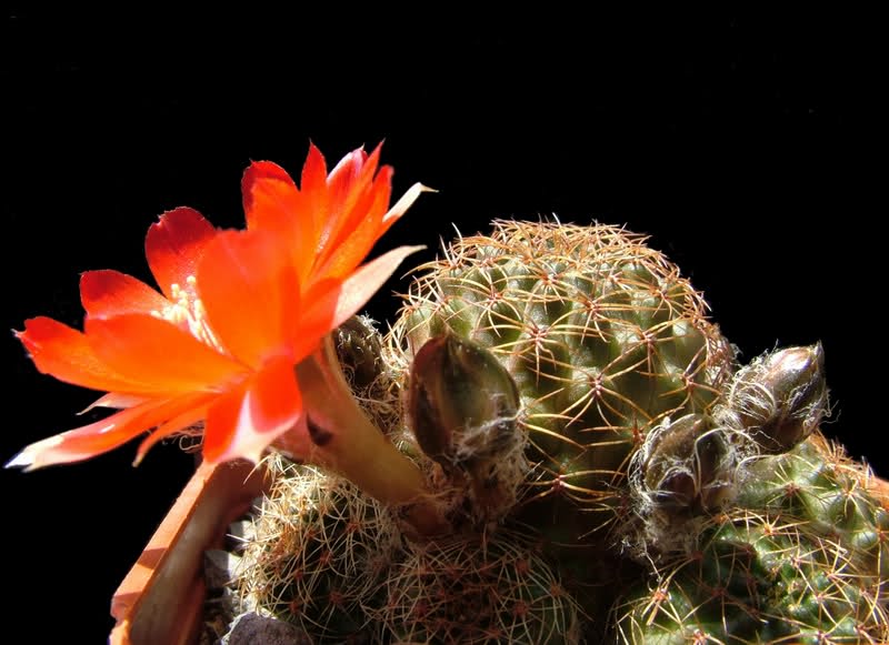 Rebutia violascens FR352