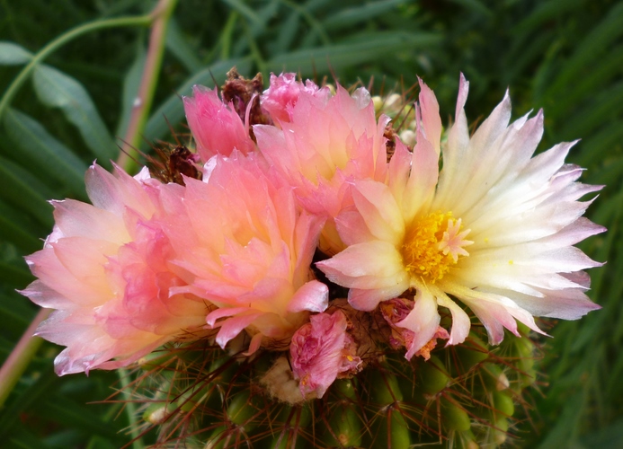 Parodia roseolutea 