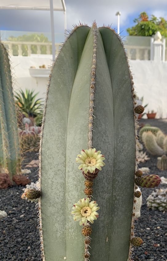 Stenocereus marginatus 