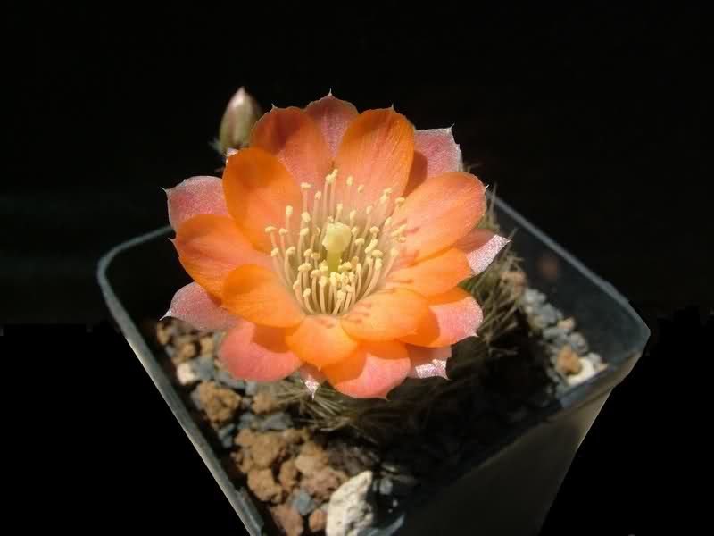 Rebutia pygmaea MN158