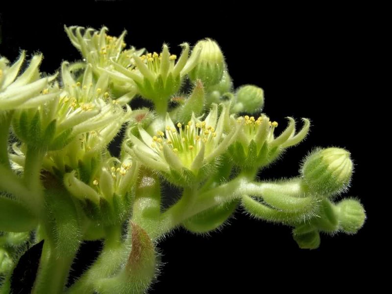 Sempervivum ciliosum 