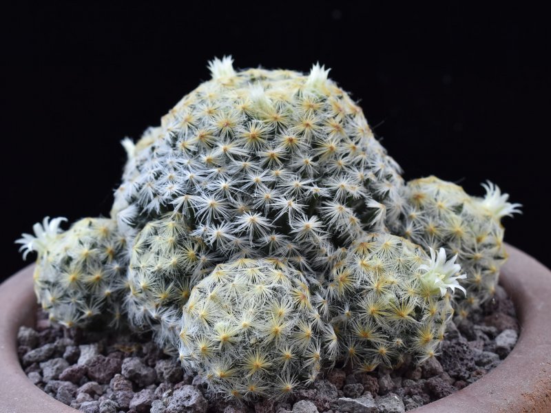 Mammillaria schiedeana ROG 478