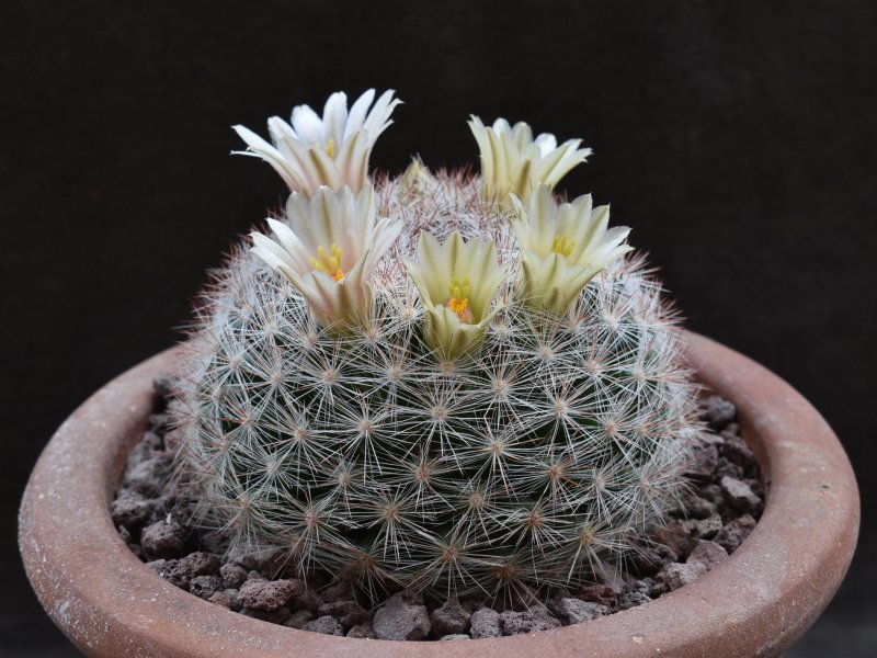 Mammillaria candida BZ 39