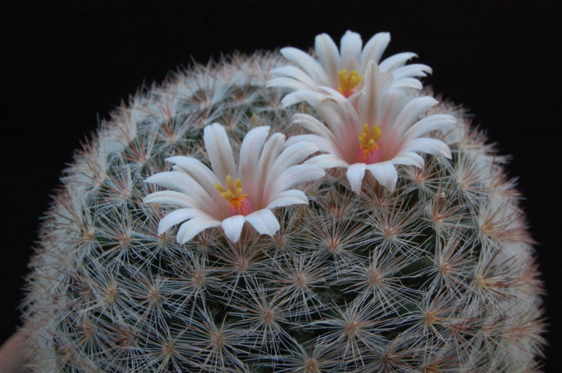 Mammillaria candida BZ 39