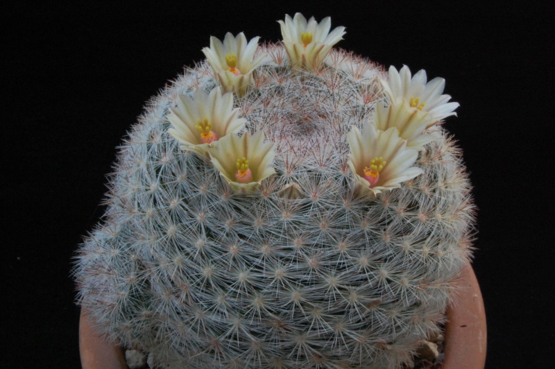 Mammillaria candida BZ 39