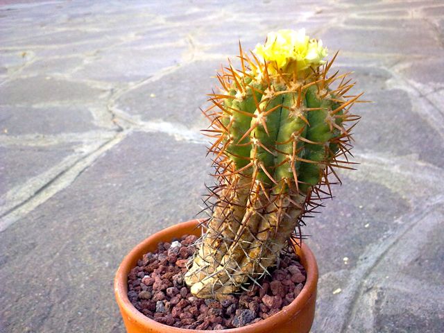 Copiapoa Magnifica 