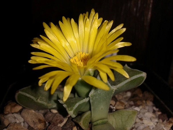 Faucaria bosscheana 