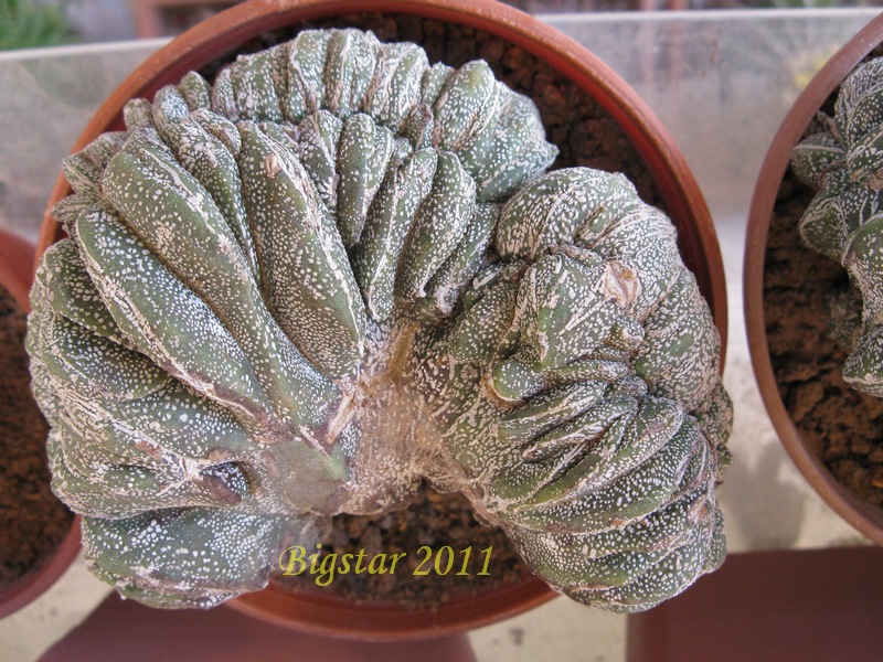 Astrophytum myriostigma f. cristatum cv. onzuka 