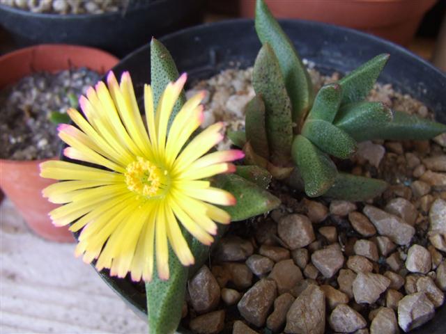 Rabiea albinota 