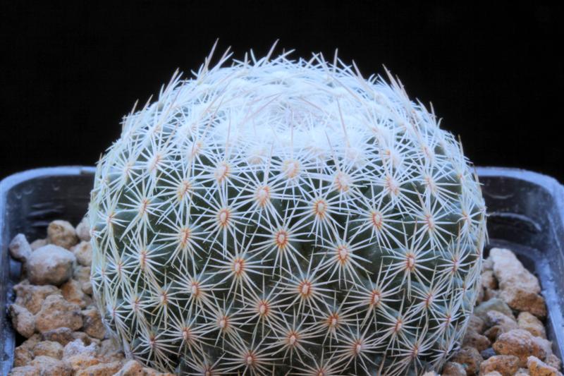 Coryphantha werdermannii 