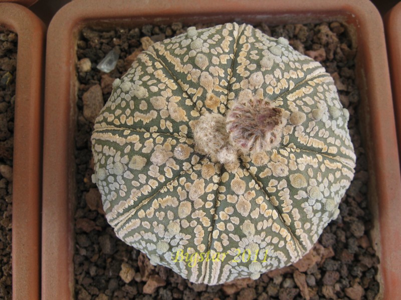 Astrophytum asterias cv. super kabuto 