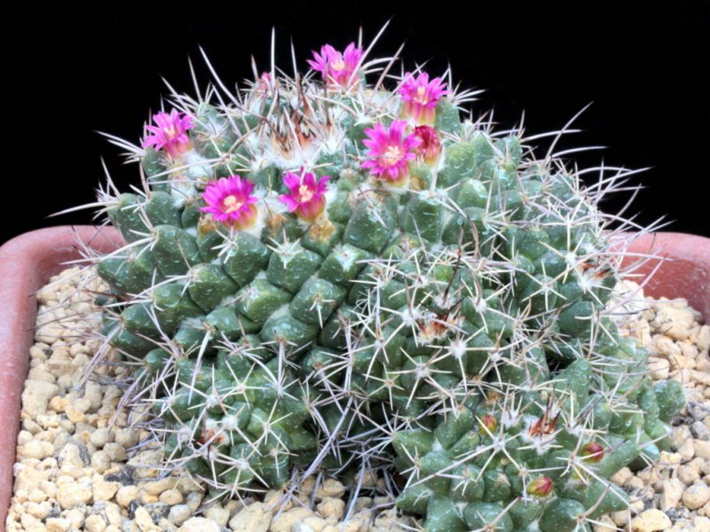 Mammillaria compressa ssp. centralifera BZ 27