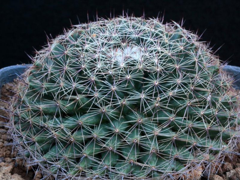 Mammillaria heyderi ssp. hemisphaerica CSD 202