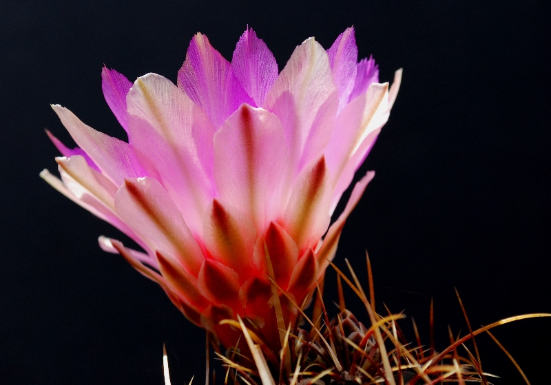 Thelocactus bicolor v. commodus 