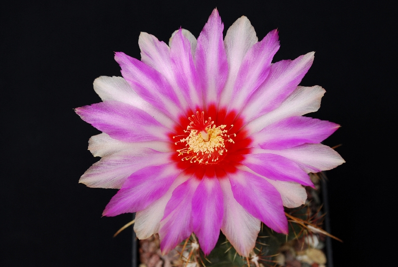 Thelocactus bicolor v. commodus 