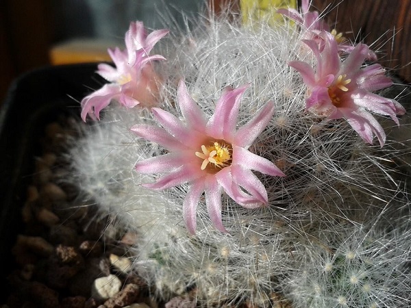 Mammillaria glassii ssp. ascensionis 