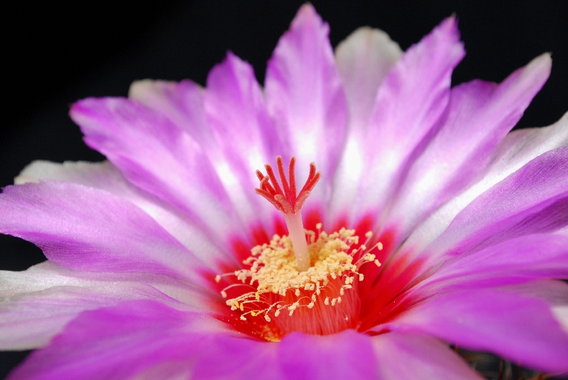 Thelocactus bicolor v. commodus 