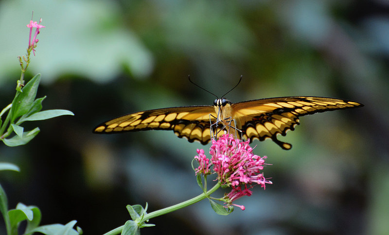 Papilio thoas  