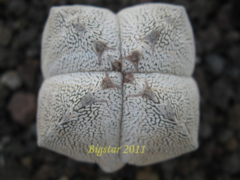 Astrophytum myriostigma f. quadricostatum cv. onzuka 