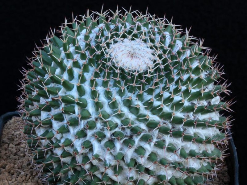 Mammillaria eumorpha REPP 2264