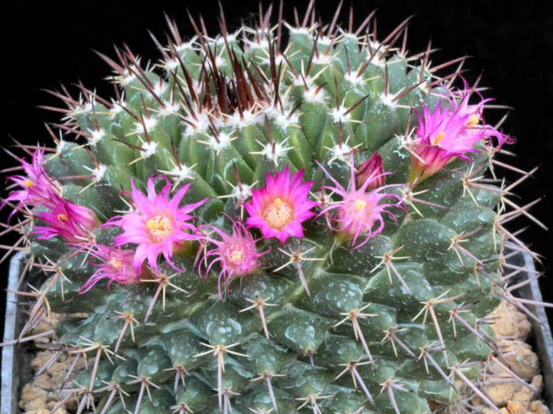 Mammillaria polyedra 