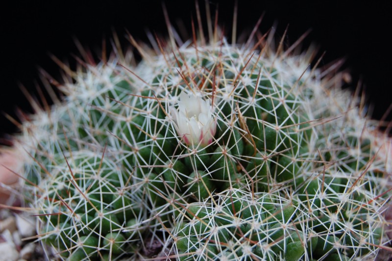 Mammillaria decipiens 