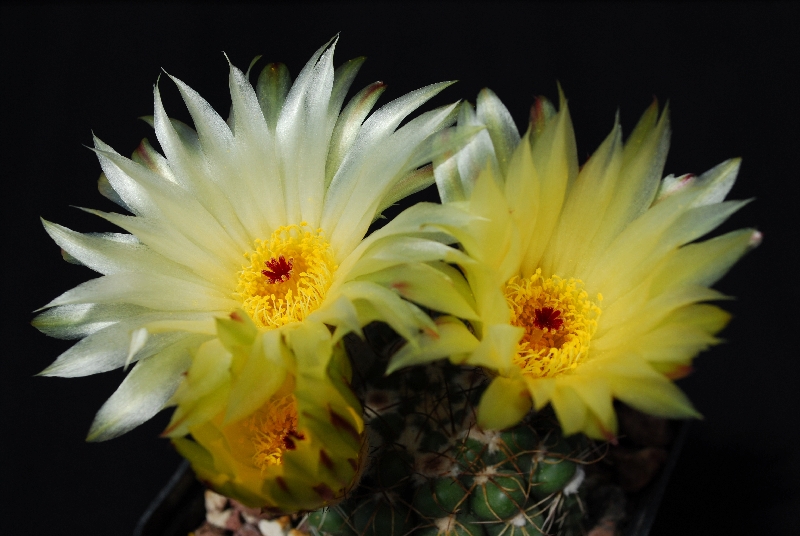 Notocactus crassigibbus 