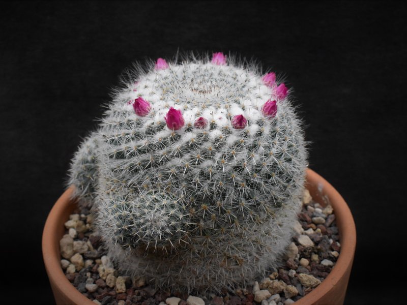 Mammillaria hahniana 