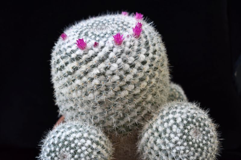 Mammillaria hahniana 