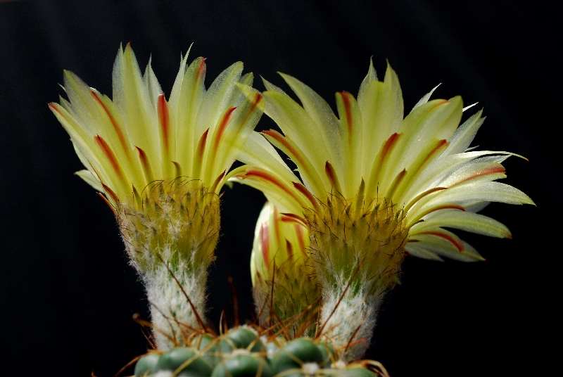 notocactus crassigibbus