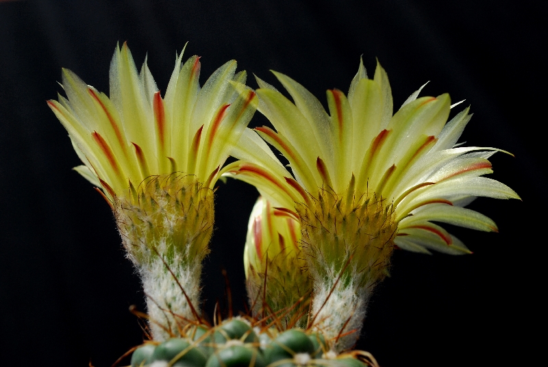 Notocactus crassigibbus 