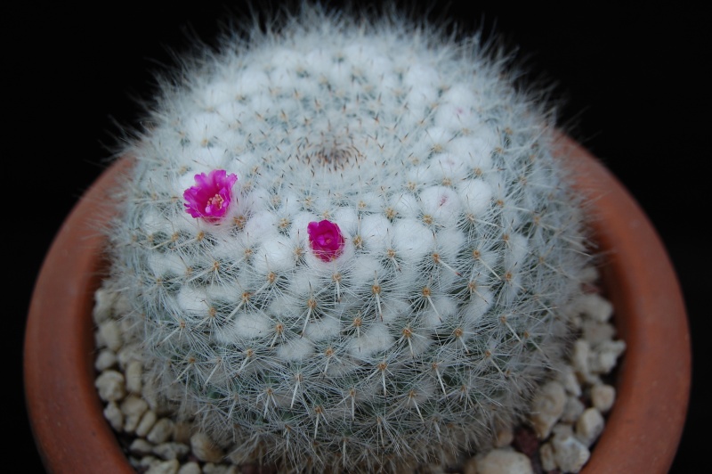 Mammillaria albata v. longispina 